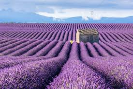 lavender